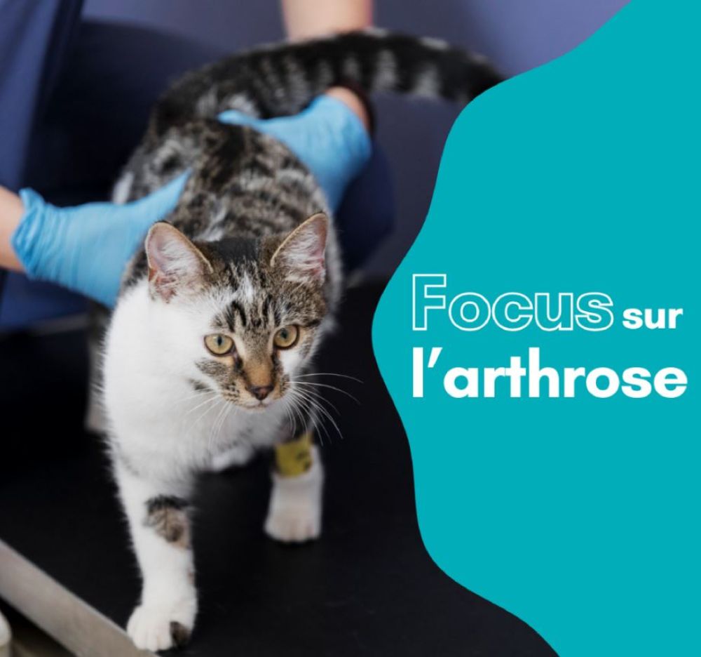 Focus sur l'arthrose