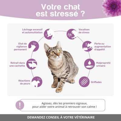 Votre chat est stressé ?