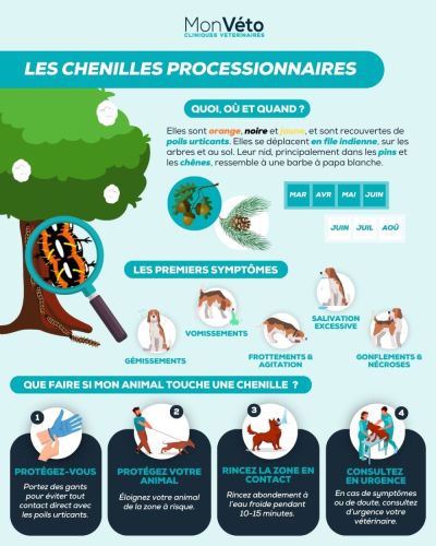 La chenille processionnaire