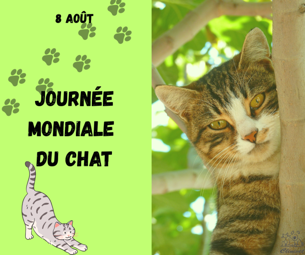 Ce 8 août, c'est la journée mondiale des chats !