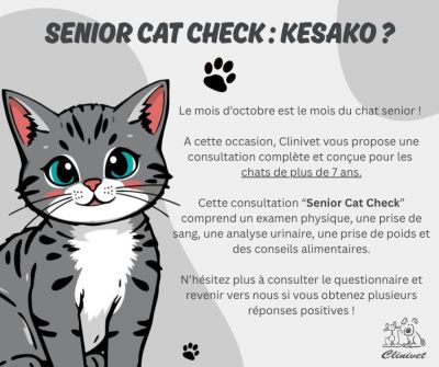 Octobre : le mois du chat senior !