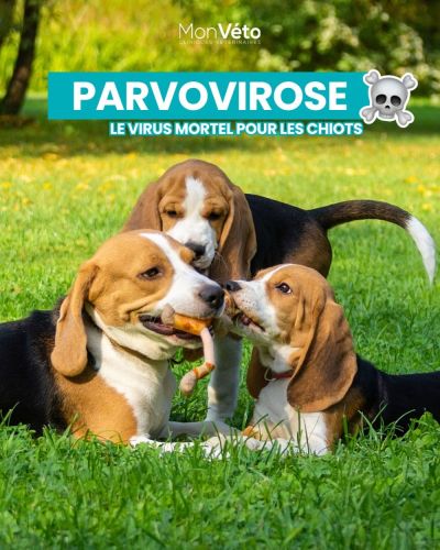 La parvovirose 