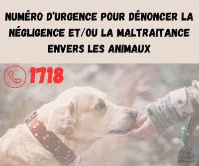 Maltraitance animale : numéro d'urgence !