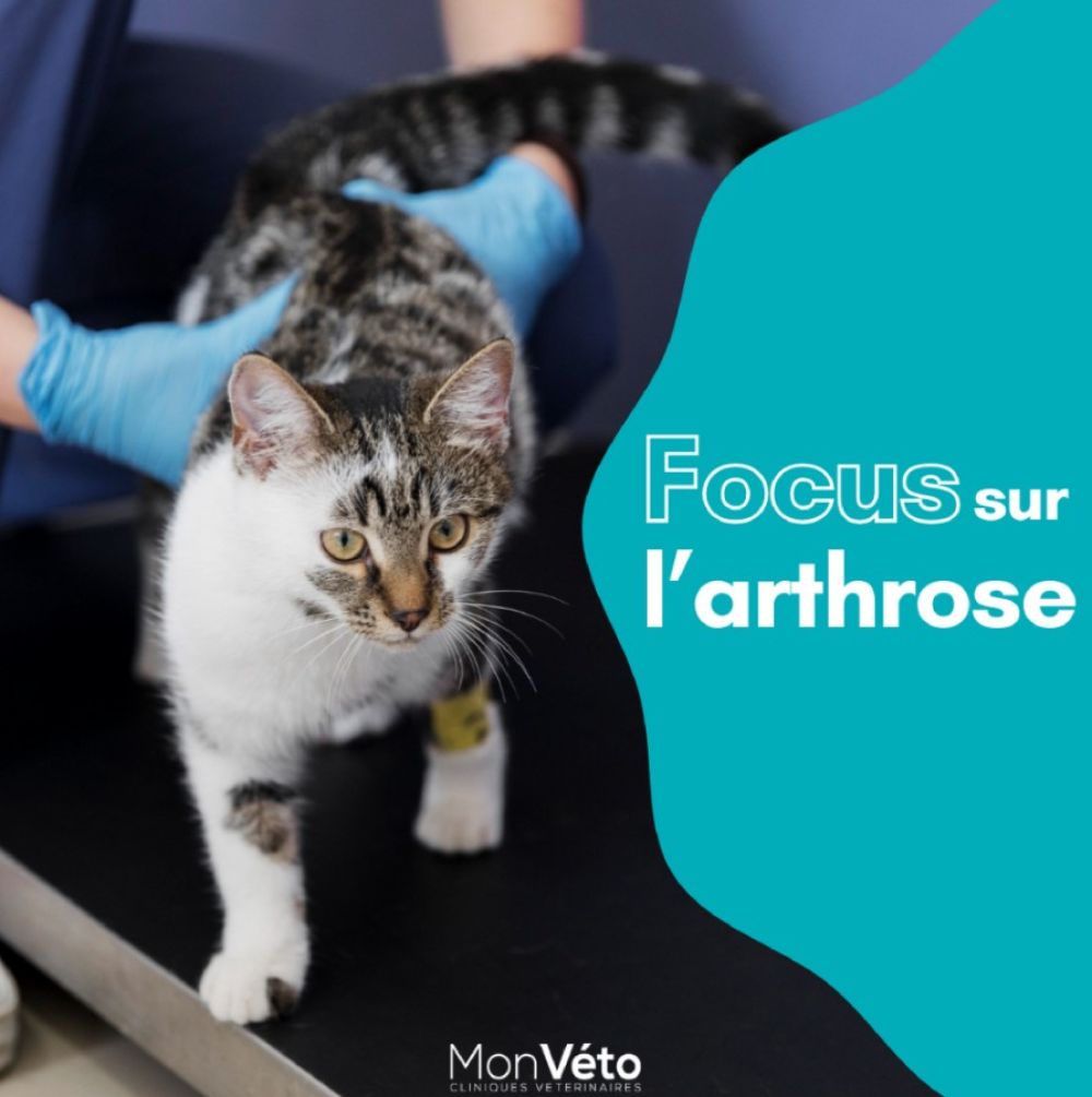Focus sur l'arthrose !