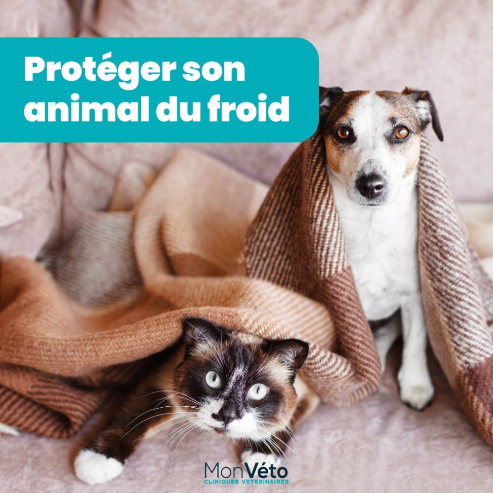 Protéger son animal du froid