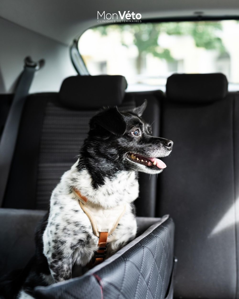 Une voiture peut devenir mortelle en quelques minutes pour un animal laissé à l'intérieur !