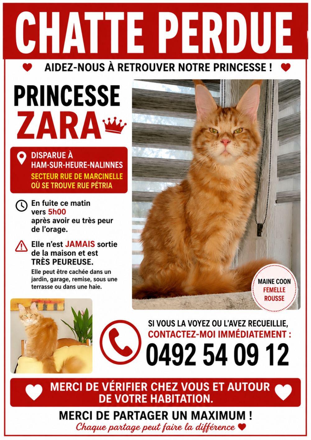 Chatte perdue : Princesse Zara